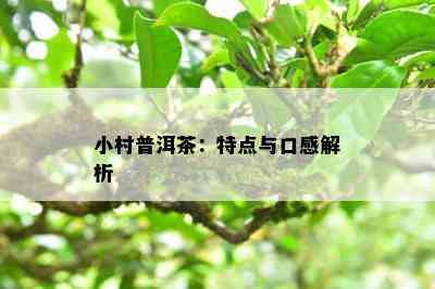 小村普洱茶：特点与口感解析