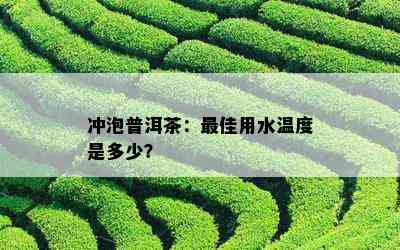 冲泡普洱茶：更佳用水温度是多少？