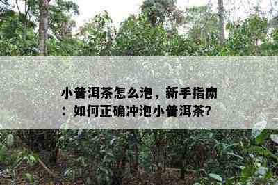 小普洱茶怎么泡，新手指南：怎样正确冲泡小普洱茶？