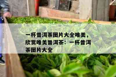 一杯普洱茶图片大全唯美，欣赏唯美普洱茶：一杯普洱茶图片大全