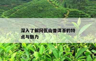 深入了解阿佤山普洱茶的特点与魅力