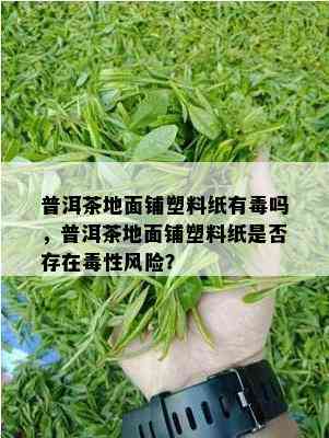 普洱茶地面铺塑料纸有吗，普洱茶地面铺塑料纸是不是存在性风险？