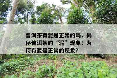 普洱茶有泥是正常的吗，揭秘普洱茶的“泥”现象：为何有泥是正常的现象？