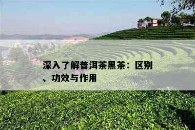 深入熟悉普洱茶黑茶：区别、功效与作用