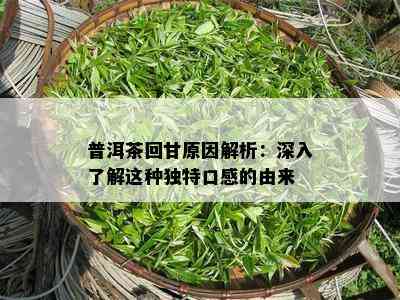 普洱茶回甘起因解析：深入熟悉这类特别口感的由来