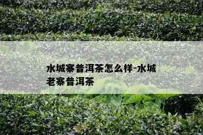 水城寨普洱茶怎么样-水城老寨普洱茶