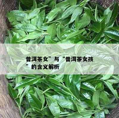 普洱茶女”与“普洱茶女孩”的含义解析