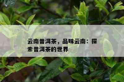 云南普洱茶，品味云南：探索普洱茶的世界