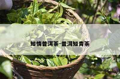 知情普洱茶-普洱知青茶