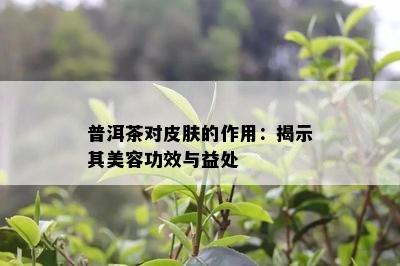 普洱茶对皮肤的作用：揭示其美容功效与益处