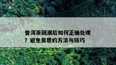 普洱茶回潮后怎样正确解决？避免变质的方法与技巧