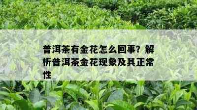 普洱茶有金花怎么回事？解析普洱茶金花现象及其正常性