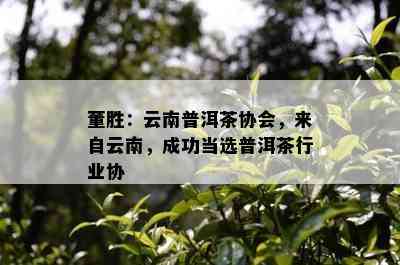 董胜：云南普洱茶协会，来自云南，成功当选普洱茶行业协