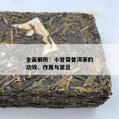 全面解析：小甘菊普洱茶的功效、作用与禁忌