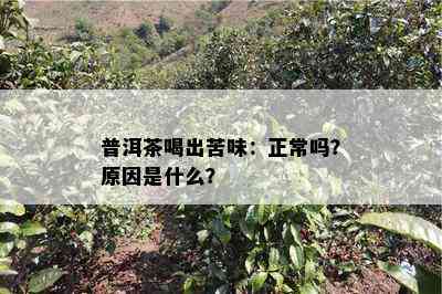 普洱茶喝出苦味：正常吗？原因是什么？