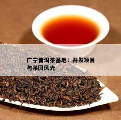 广宁普洱茶基地：开发项目与茶园风光