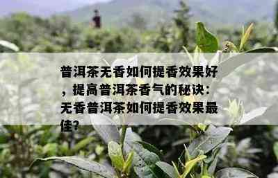 普洱茶无香怎样提香效果好，提升普洱茶香气的秘诀：无香普洱茶怎样提香效果更佳？