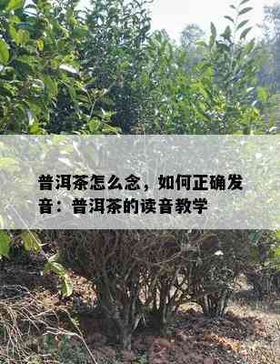 普洱茶怎么念，怎样正确发音：普洱茶的读音教学