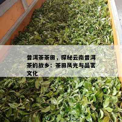 普洱茶茶田，探秘云南普洱茶的故乡：茶田风光与品茗文化