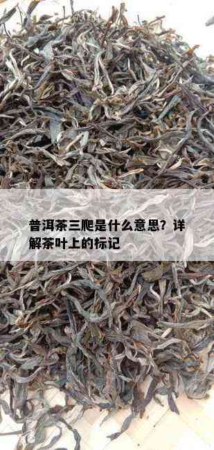 普洱茶三爬是什么意思？详解茶叶上的标记