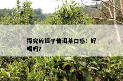 探究碎银子普洱茶口感：好喝吗？