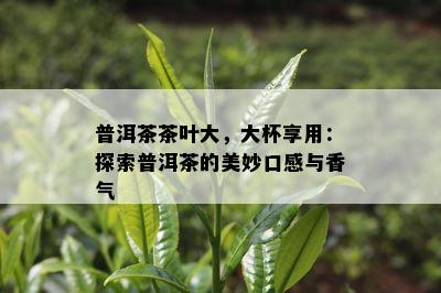 普洱茶茶叶大，大杯享用：探索普洱茶的美妙口感与香气