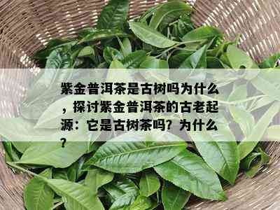 紫金普洱茶是古树吗为什么，探讨紫金普洱茶的古老起源：它是古树茶吗？为什么？