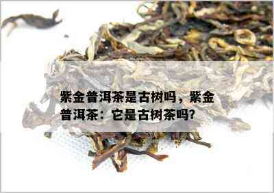 紫金普洱茶是古树吗，紫金普洱茶：它是古树茶吗？