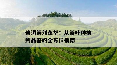 普洱茶刘永华：从茶叶种植到品鉴的全方位指南