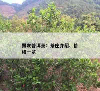 聚友普洱茶：茶庄介绍、价格一览