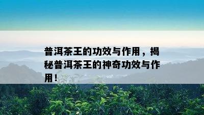 普洱茶王的功效与作用，揭秘普洱茶王的神奇功效与作用！