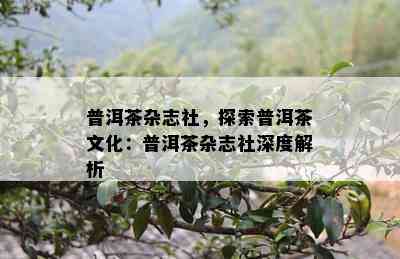 普洱茶杂志社，探索普洱茶文化：普洱茶杂志社深度解析