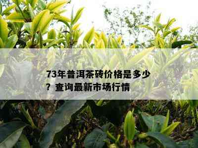 73年普洱茶砖价格是多少？查询最新市场行情