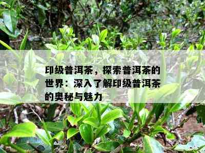 印级普洱茶，探索普洱茶的世界：深入熟悉印级普洱茶的奥秘与魅力