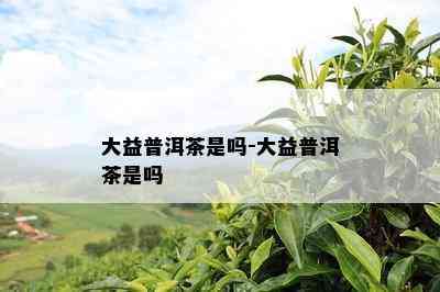 大益普洱茶是吗-大益普洱茶是吗