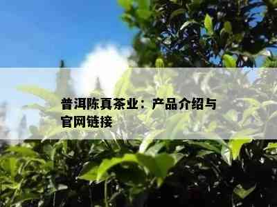 普洱陈真茶业：产品介绍与官网链接