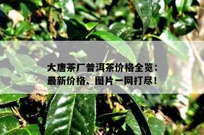 大唐茶厂普洱茶价格全览：最新价格、图片一网打尽！