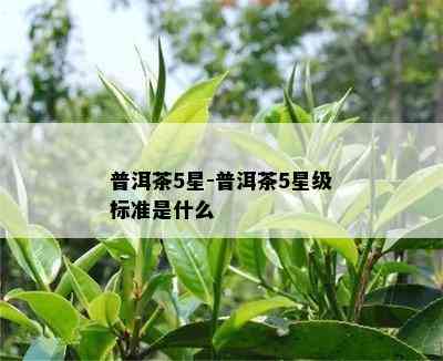 普洱茶5星-普洱茶5星级标准是什么