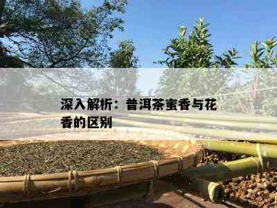 深入解析：普洱茶蜜香与花香的区别