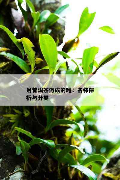 用普洱茶做成的罐：名称探析与分类