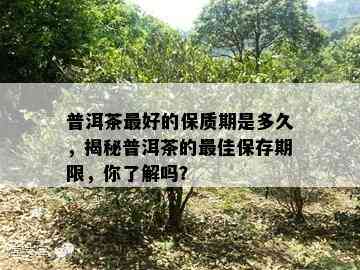 普洱茶更好的保质期是多久，揭秘普洱茶的更佳保存期限，你了解吗？