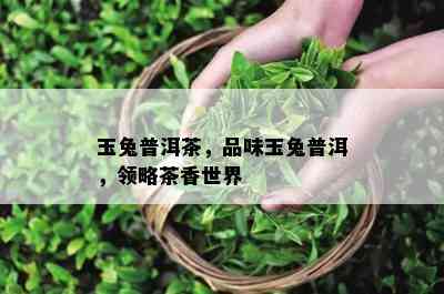 玉兔普洱茶，品味玉兔普洱，领略茶香世界