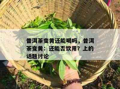 普洱茶变黄还能喝吗，普洱茶变黄：还能否饮用？上的话题讨论