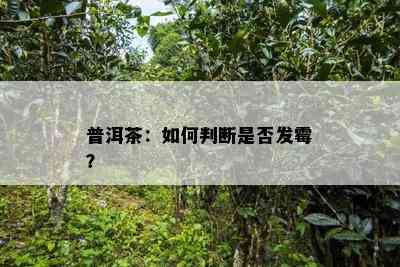 普洱茶：怎样判断是不是发霉？