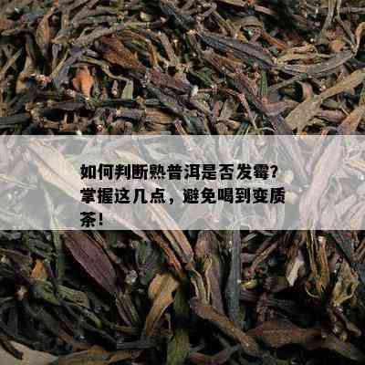 怎样判断熟普洱是不是发霉？掌握这几点，避免喝到变质茶！