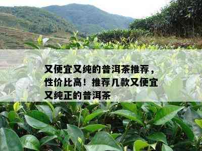 又便宜又纯的普洱茶推荐，性价比高！推荐几款又便宜又纯正的普洱茶