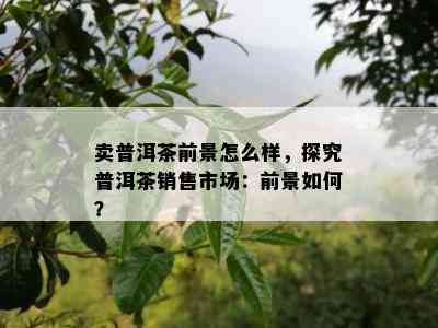 卖普洱茶前景怎么样，探究普洱茶销售市场：前景如何？