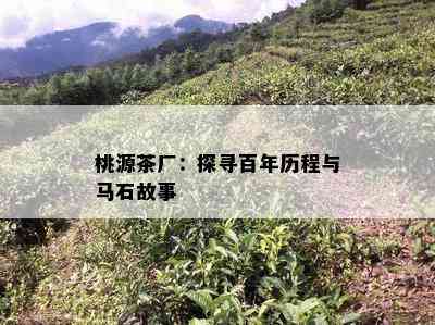 桃源茶厂：探寻百年历程与马石故事