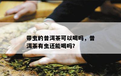 带虫的普洱茶可以喝吗，普洱茶有虫还能喝吗？