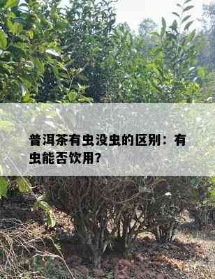 普洱茶有虫没虫的区别：有虫能否饮用？